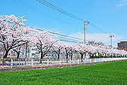 県立女子大前の桜並木