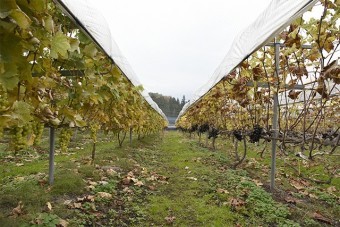 低木栽培の葡萄