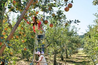 「植物性天然農薬」使用の富貴上りんご園