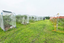 除草剤を使用せずに園内を整備