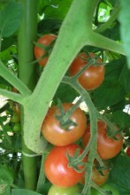 トマトの種類は豊富（ミニトマト）