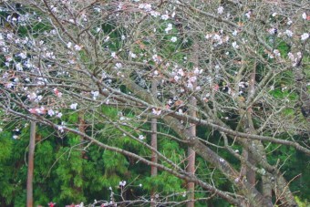 桜山公園の「冬桜」