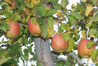 低農薬の自然農法で育てるりんご