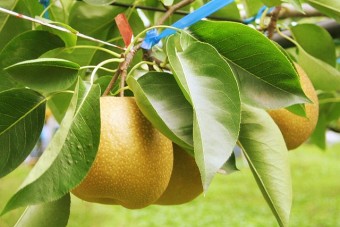 日本の梨栽培の歴史を先導した下大島の梨