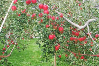 さかうえフルーツ農園のりんご畑