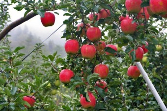 りんごの品種により収穫時期が異なる