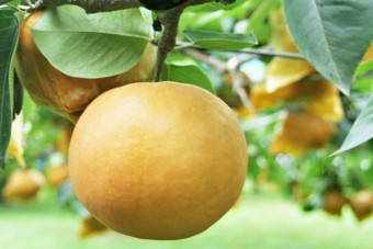 富岡農園の美味しい梨