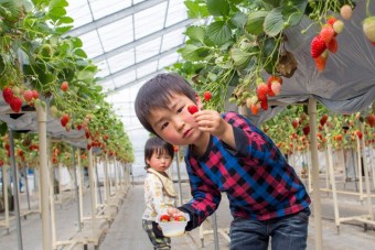 小さい子供も楽しめる陽一郎園の高設栽培
