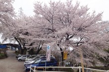 春には一面に桜が満開