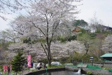 春には桜がとても綺麗