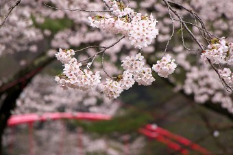 東運動公園の桜