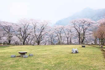 東運動公園の桜