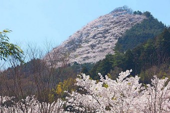 「柄杓山」は、 家族で花見が楽しめる