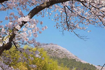 柄杓山の桜