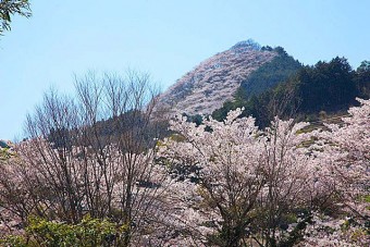柄杓山の桜