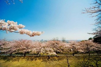 高崎観音山の桜