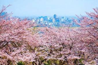 「高崎観音山」は、桜だけでなく 高崎市街も一望できる