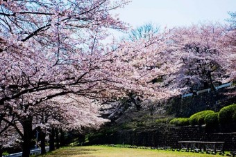 高崎観音山の桜