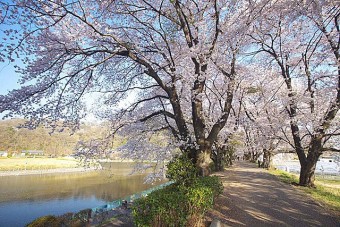 鹿の川沼の桜