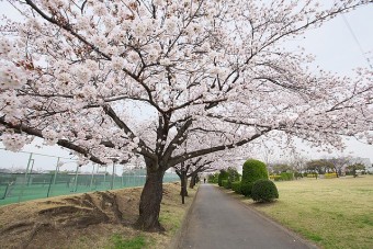 県立女子大前の桜並木の桜