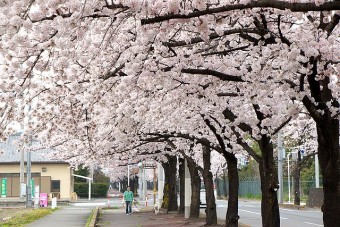 県立女子大前の桜並木の桜