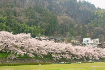 黒保根運動公園を囲む桜