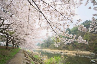 黒保根運動公園　川沿いに咲く桜