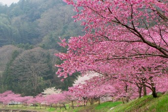 黒保根運動公園の桜
