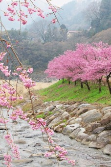 黒保根運動公園　川沿いに咲く桜