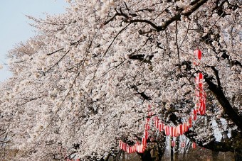 ｢沼田公園｣は夜桜も楽しめる お花見スポット