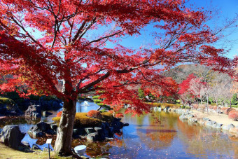 豊かな色づきの紅葉が湖面に映る