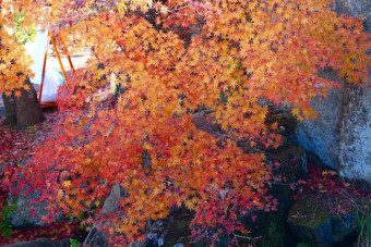 日本庭園には色鮮やかな紅葉が広がる