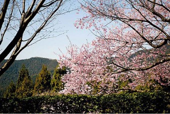 群馬県藤岡市三波川のお花見スポット｢桜山公園｣