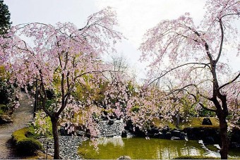 桜山森林公園の桜