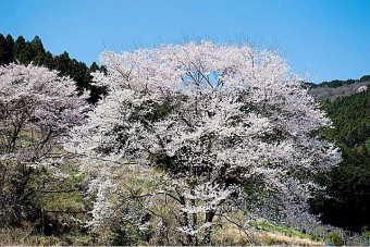 桜山森林公園の桜