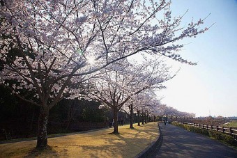 多々良沼公園の桜