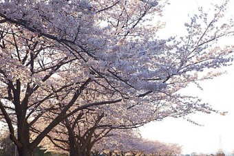 多々良沼公園の桜