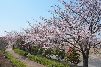 桜並木路の桜