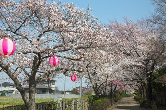 桜並木路の桜