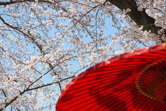 桜と野点傘