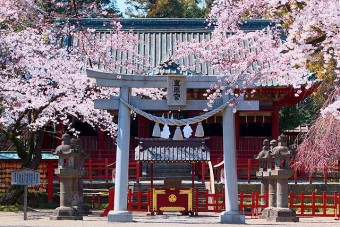 世良田東照宮　境内の桜
