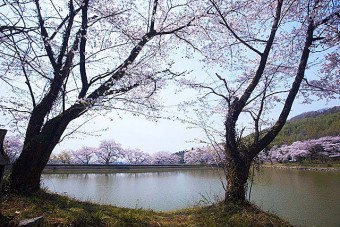 菅塩沼の桜