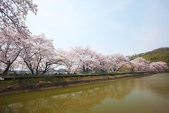 菅塩沼の桜