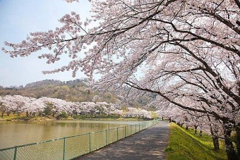 「菅塩沼」は、八王子丘陵の南面にあり、桜の名所