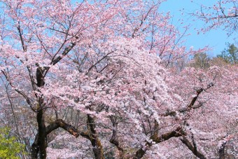 水道山公園の桜