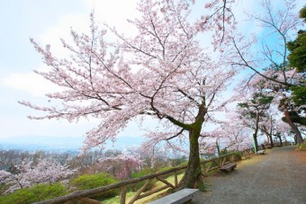 ベンチに座って桐生市街地と桜を楽しめる