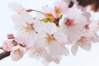 水道山公園の桜