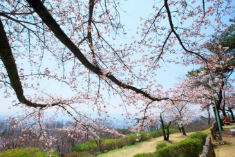 ベンチに座って桐生市街地と桜を楽しめる