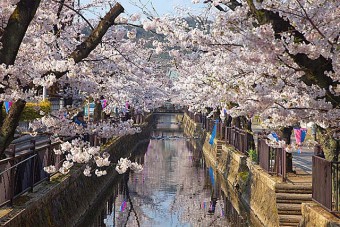 八瀬川畔の桜