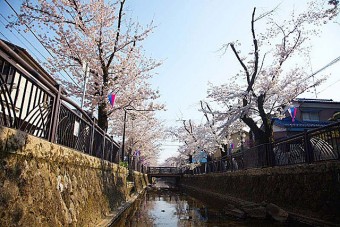 八瀬川畔の桜